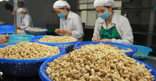 Vườn trồng điều - Cashew Phước Bình - Công Ty Cổ Phần Xuất Nhập Khẩu Sản Xuất Và Chế Biến Hạt Điều TTH